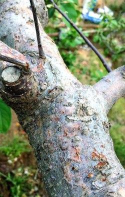 树杆病防治，识别早期症状，采取有效方法