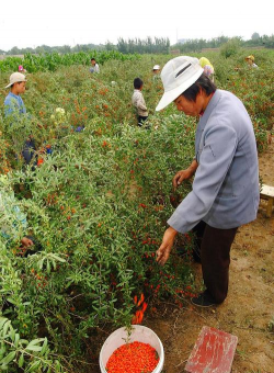 长寿花怎么养棒棒糖，造型技巧分享，新手也能学会