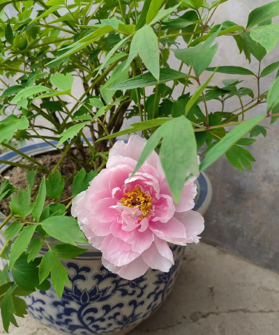 长寿花怎么养棒棒糖，造型技巧分享，新手也能学会