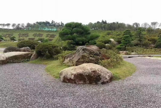 长寿花怎么养棒棒糖，造型技巧分享，新手也能学会