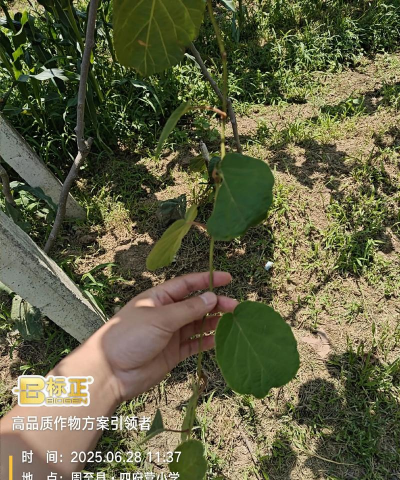 长寿花怎么养棒棒糖，造型技巧分享，新手也能学会