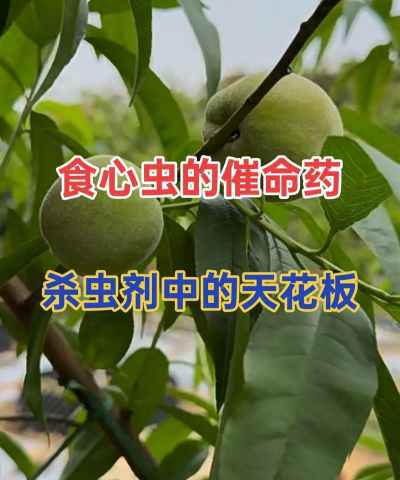 梨树栽培与管理技术，掌握关键要点，提升果实品质