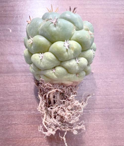 梨树栽培与管理技术，掌握关键要点，提升果实品质