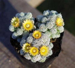 白鸟开花怎么获得