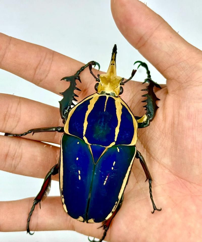 黄化树的防治，找准原因，对症下药