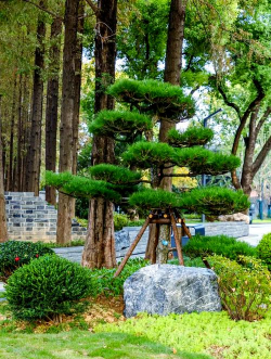 黄化树的防治，找准原因，对症下药