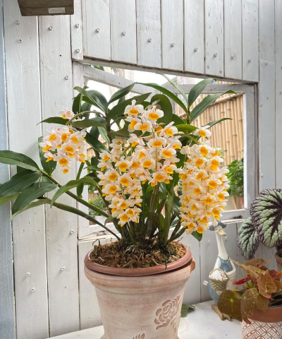 姜堰大道绿化设计，提升城市形象，改善居民生活