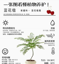 水培蓝花楹怎么养，掌握关键技巧，轻松养出好状态