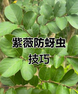 紫薇树蚜虫防治，识别虫害特征，掌握有效方法