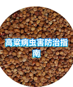 姜堰大道绿化设计，提升城市形象，改善居民生活