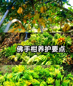 姜堰大道绿化设计，提升城市形象，改善居民生活