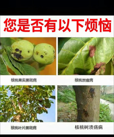 姜堰大道绿化设计，提升城市形象，改善居民生活