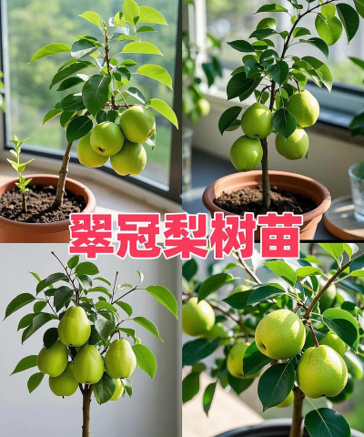 梨树的栽培,选对品种,掌握关键技巧 梨树的栽培,选对品种,掌握关键技巧