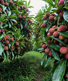 荔枝栽培管理技术,掌握关键要点,提升果实品质 荔枝栽培管理技术,掌握关键要点,提升果实品质