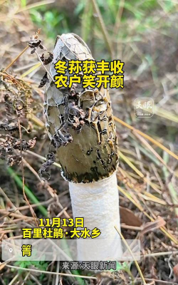 冬荪栽培,掌握关键步骤,轻松收获美味 冬荪栽培,掌握关键步骤,轻松收获美味