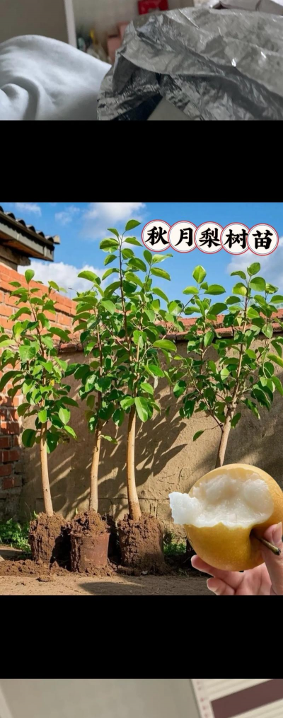 秋月梨栽培技术,选对品种,掌握关键步骤 秋月梨栽培技术,选对品种,掌握关键步骤