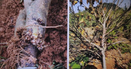 金龟树怎么防治,常见虫害识别,有效治理方法 金龟树怎么防治,常见虫害识别,有效治理方法