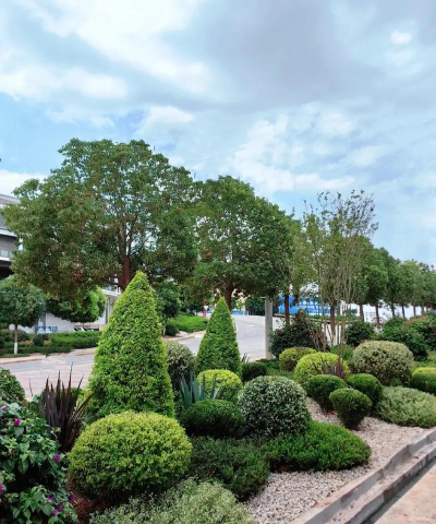 姜堰大道绿化设计，提升城市形象，改善居民生活