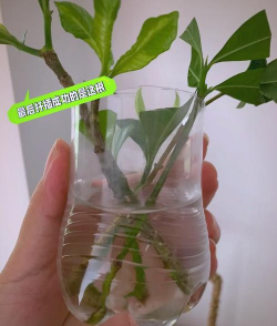 长寿花怎么养棒棒糖，造型技巧分享，新手也能学会