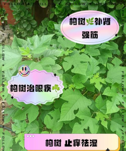 宝石花是怎么养的，轻松掌握技巧，新手也能养好
