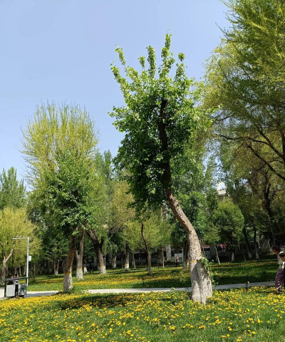 沉香树病害防治方法，识别常见病害，掌握有效应对措施