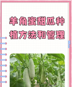 甜玉米栽培技术要点，选种育苗，田间管理