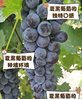 树腐烂病防治，识别早期症状，掌握有效方法