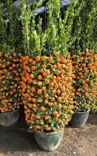 树腐烂病防治，识别早期症状，掌握有效方法