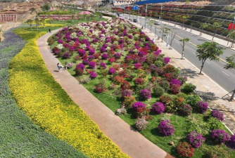 树腐烂病防治，识别早期症状，掌握有效方法