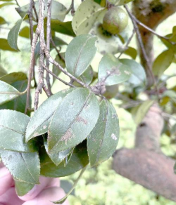 树腐烂病防治，识别早期症状，掌握有效方法