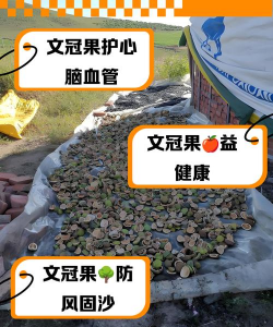 文冠果栽培技术，选对方法，轻松上手