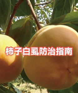 济南正宗绿化施工设计，专业团队打造，提升城市绿化品质