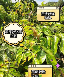 道路绿化设计要求，提升城市形象，改善出行体验