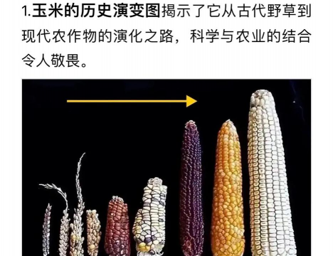 道路绿化设计要求，提升城市形象，改善出行体验