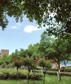 道路绿化设计要求，提升城市形象，改善出行体验