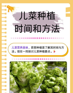 道路绿化设计要求，提升城市形象，改善出行体验