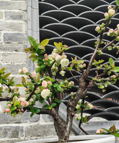 种植和栽培，掌握关键技巧，轻松打造理想花园