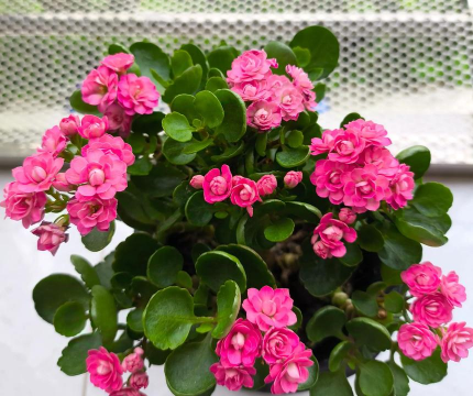 种植和栽培，掌握关键技巧，轻松打造理想花园