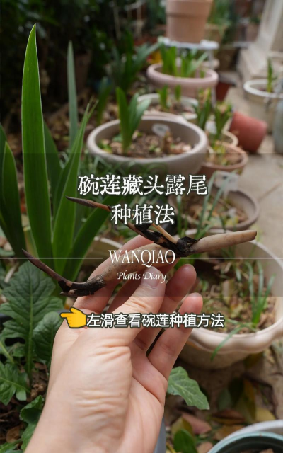 种植和栽培，掌握关键技巧，轻松打造理想花园