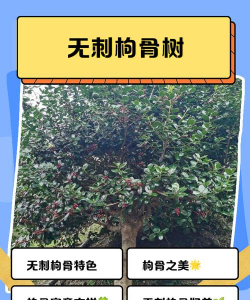 梨树栽培与管理技术，掌握关键要点，提升果实品质