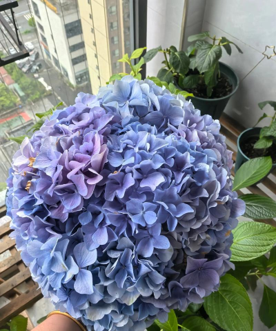 梨树栽培与管理技术，掌握关键要点，提升果实品质