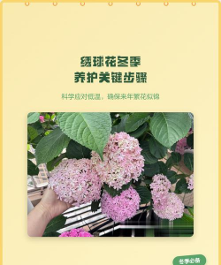 盆栽绣球花冬季怎么养，做好保暖防冻，安全过冬不难