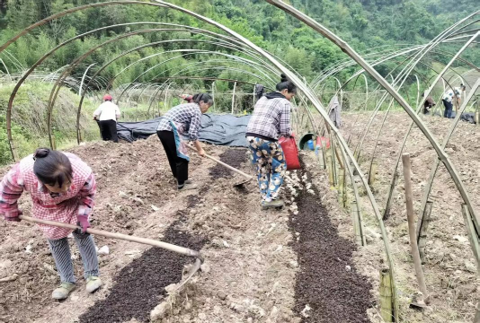 竹荪栽培技术视频，掌握种植要点，轻松上手操作