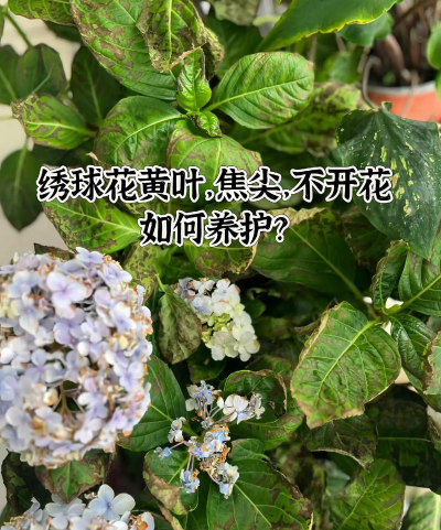 梨树栽培与管理技术，掌握关键要点，提升果实品质