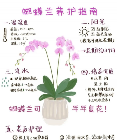 梨树栽培与管理技术，掌握关键要点，提升果实品质