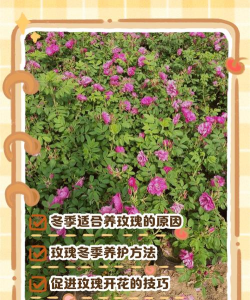 绿化校园设计课件，提升教学效果，优化学习体验