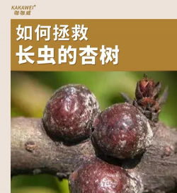 玫瑰花怎么养肝，了解正确方法，避免常见误区