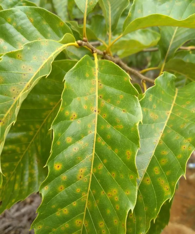 宝石花是怎么养的，轻松掌握技巧，新手也能养好