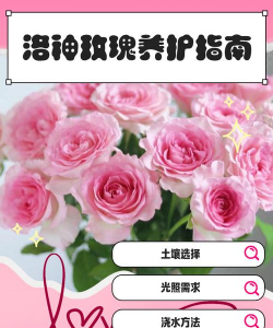 洛神玫瑰花怎么养冬天，防冻技巧，养护要点