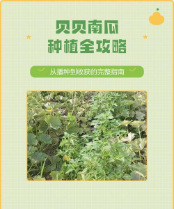 贝贝南瓜栽培技术,选对品种,掌握关键步骤 贝贝南瓜栽培技术,选对品种,掌握关键步骤